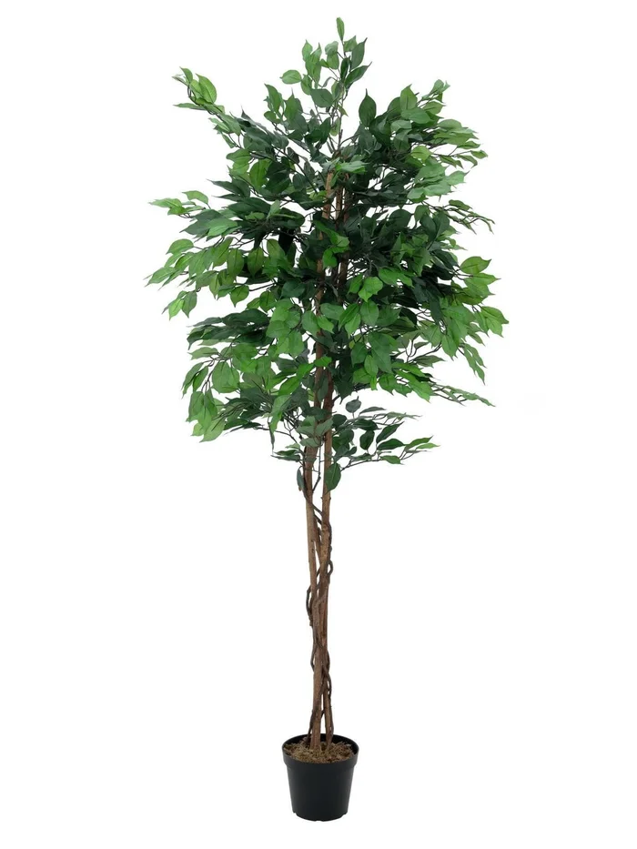 Europalms Ficus-Benjamini Multi-Stamm, 210cm – Kunstpflanze